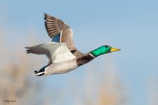 MallardFlight-123.jpg