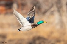 MallardFlight-125.jpg
