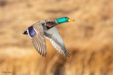 MallardFlight-126.jpg