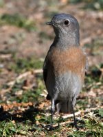 Bluebird4.jpg