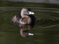 Grebe3.jpg