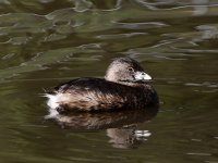 Grebe4.jpg
