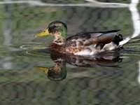 Mallard.jpg