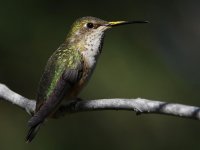 Hummer19.jpg