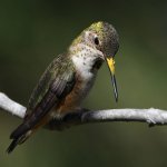 Hummer23.jpg