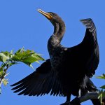 Cormorant3.jpg