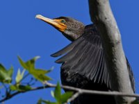 Cormorant5.jpg