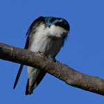 Swallow5.jpg