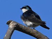 Swallow12.jpg