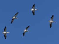 Pelican4.jpg
