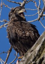 Juvi full squawk.jpg