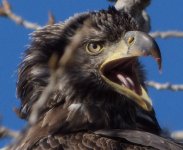 Squawking Juvi zoom.jpg