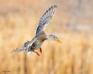 GadwallFlight-121.jpg