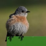 Bluebird14.jpg
