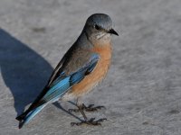 Bluebird18.jpg