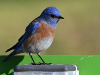 Bluebird21.jpg