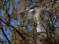 BlueHeron.jpg