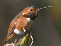 Hummer7.jpg