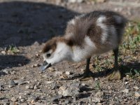Gosling7.jpg