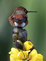 Hummer.jpg