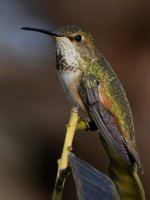 Hummer6.jpg
