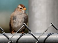 Sparrow3.jpg