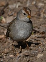 Sparrow6.jpg