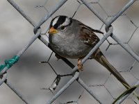 Sparrow8.jpg