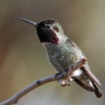 Hummer17.jpg