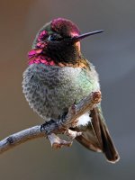 Hummer31.jpg