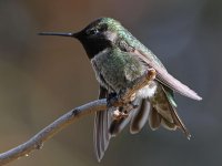 Hummer38.jpg