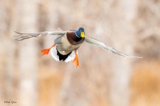 MallardLanding-121.jpg