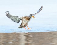 GadwallLanding-121.jpg