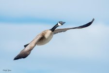 GooseFlight-121.jpg