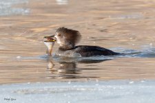 MerganserTadpole-122.jpg