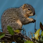 Squirrel4.jpg