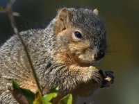 Squirrel6.jpg