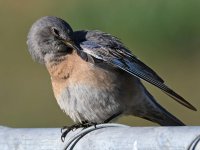 Bluebird13.jpg
