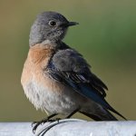 Bluebird10.jpg