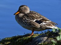 Mallard.jpg