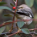 Mockingbird.jpg