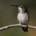 Hummer3.jpg