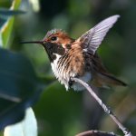 Hummer5.jpg