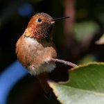 Hummer14.jpg