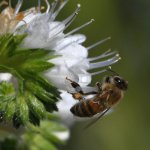 Bee.jpg