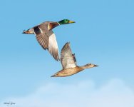 MallardPairFlighjt-122.jpg