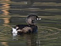 Grebe4.jpg
