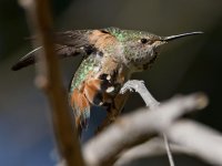 Hummer7.jpg