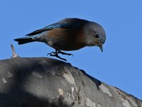 Bluebird7.jpg