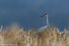 RD5_9027-Sandhill Crane at GP.jpg